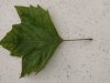 IMG_20240530_121410